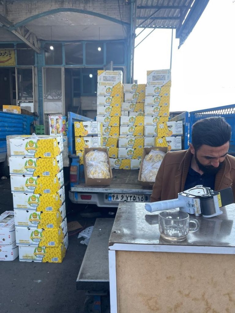 واردات و فروش موز سبز و زرد
