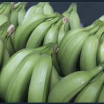 واردات مستقیم موز